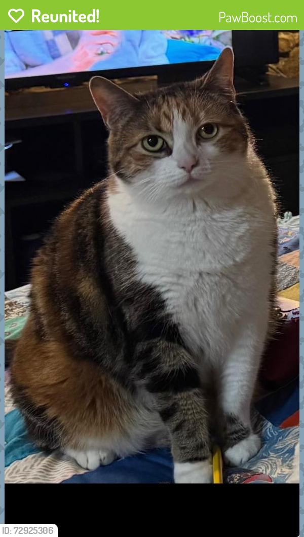 Reunited Female Cat last seen Lawton Foundry and Nuks , De Pere, WI 54115