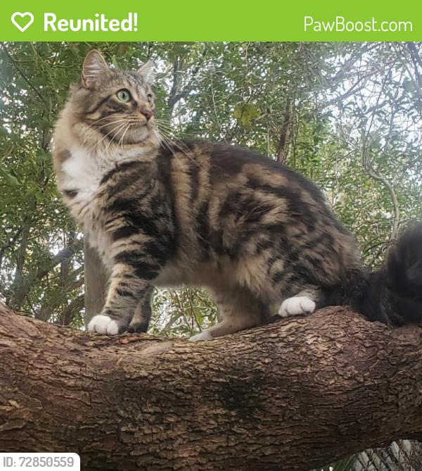 Reunited Male Cat last seen Field crest.  , Winter Park, FL 32792