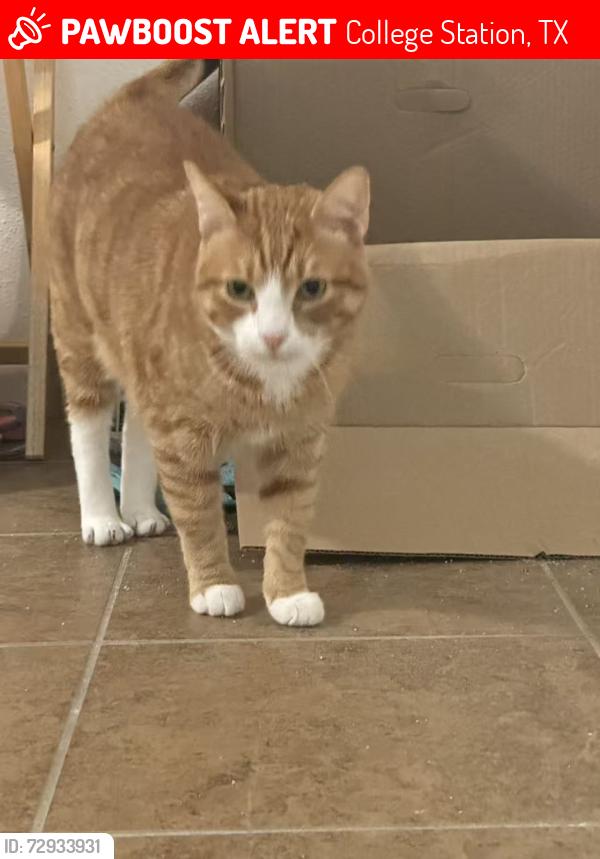 Lost Male Cat last seen Near Cloverdale Ct , College Station, TX 77840