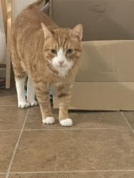 Lost Male Cat last seen Near Cloverdale Ct , College Station, TX 77840