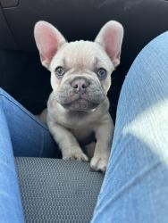 Lost Female Dog last seen Bullard & Minnewawa, Clovis, CA 93612