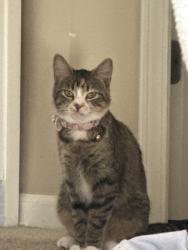 Reunited Female Cat last seen Near Kristen Ct, Plano, IL 60545, USA, Plano, IL 60545
