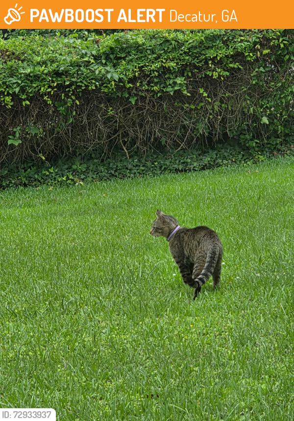 Found/Stray Unknown Cat last seen McAfee and Don Juan Ln, Decatur, GA 30032