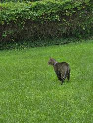 Found/Stray Unknown Cat last seen McAfee and Don Juan Ln, Decatur, GA 30032