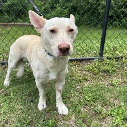 Shelter Stray Male Dog last seen , Cabot, AR 72007