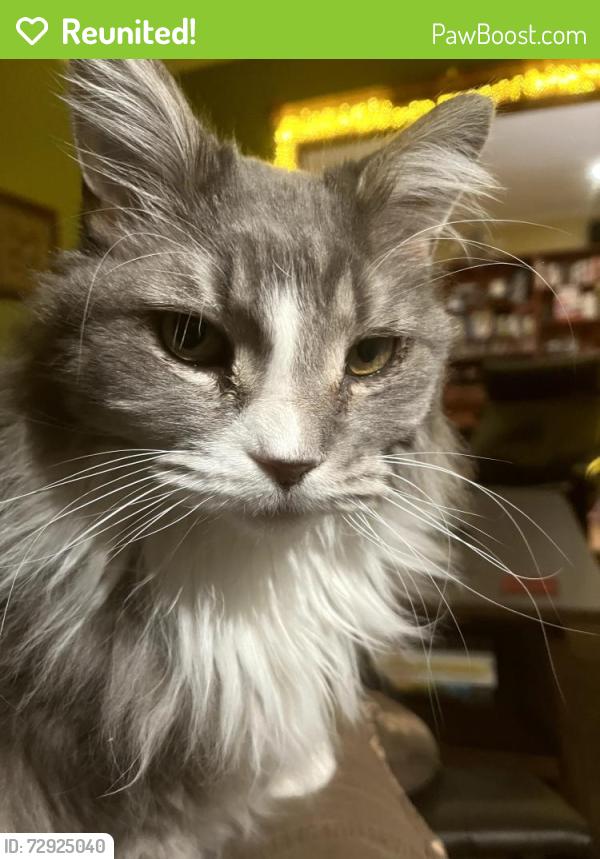 Reunited Male Cat last seen 28th ave. south and Franklin ave. Mpls., Minneapolis, MN 55406