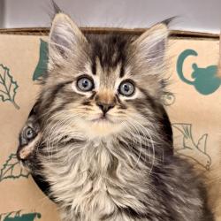 Shelter Stray Female Cat last seen , Palm Springs, CA 92264