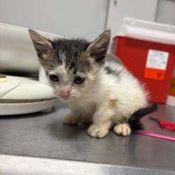 Shelter Stray Male Cat last seen , Red Bank, TN 37415