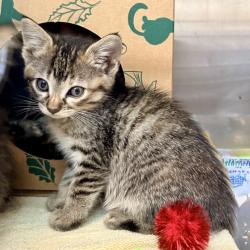 Shelter Stray Female Cat last seen , Palm Springs, CA 92264