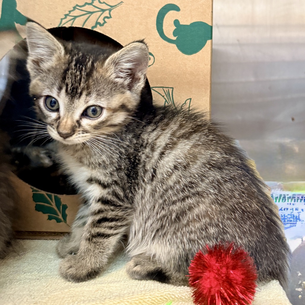 Shelter Stray Female Cat last seen , Palm Springs, CA 92264