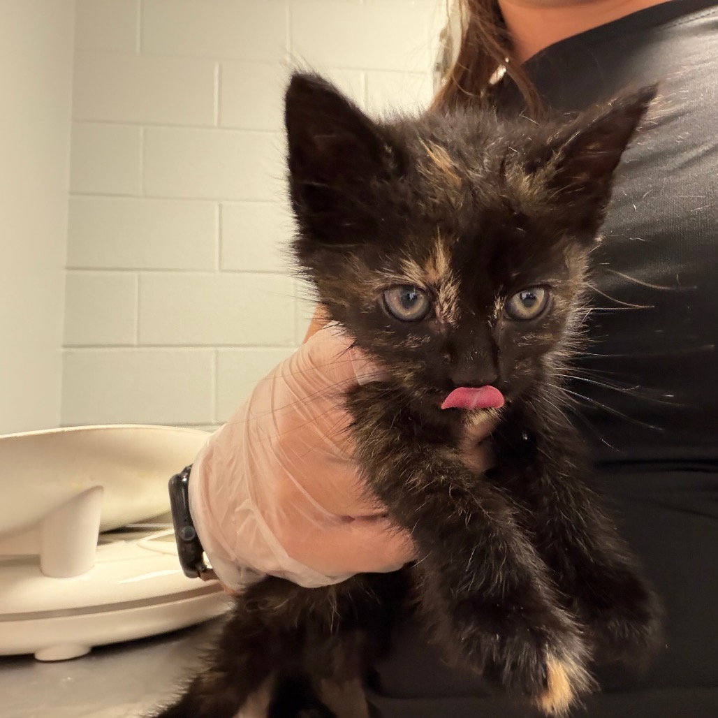 Shelter Stray Female Cat last seen , Red Bank, TN 37415