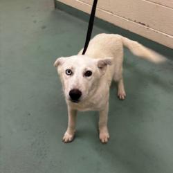 Shelter Stray Male Dog last seen , Memphis, TN 38133