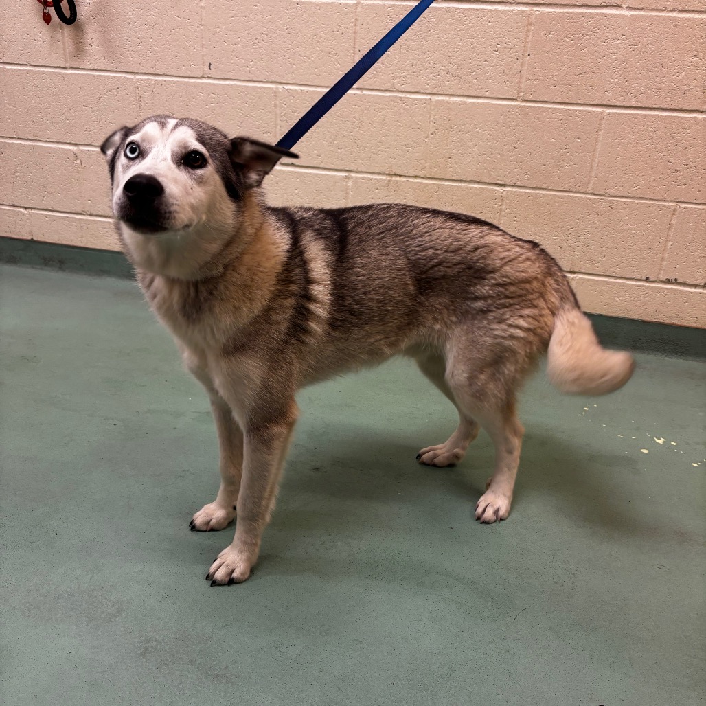 Shelter Stray Male Dog last seen , Memphis, TN 38133
