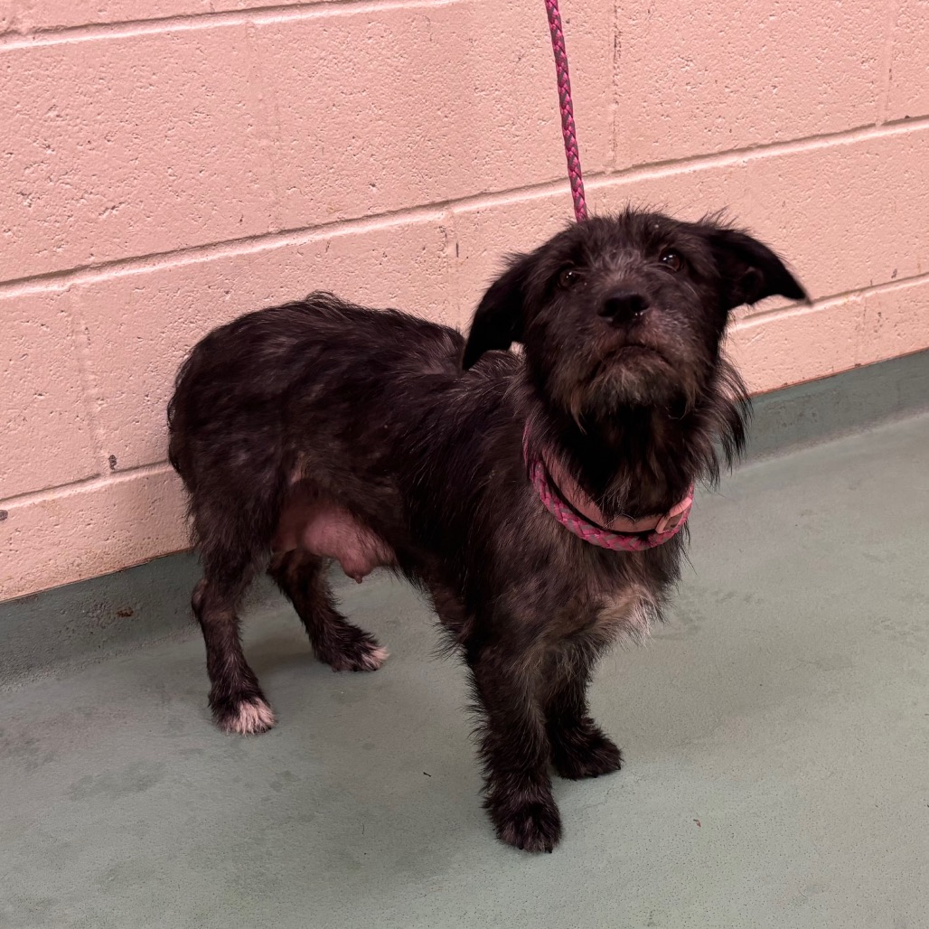 Shelter Stray Female Dog last seen , Memphis, TN 38133