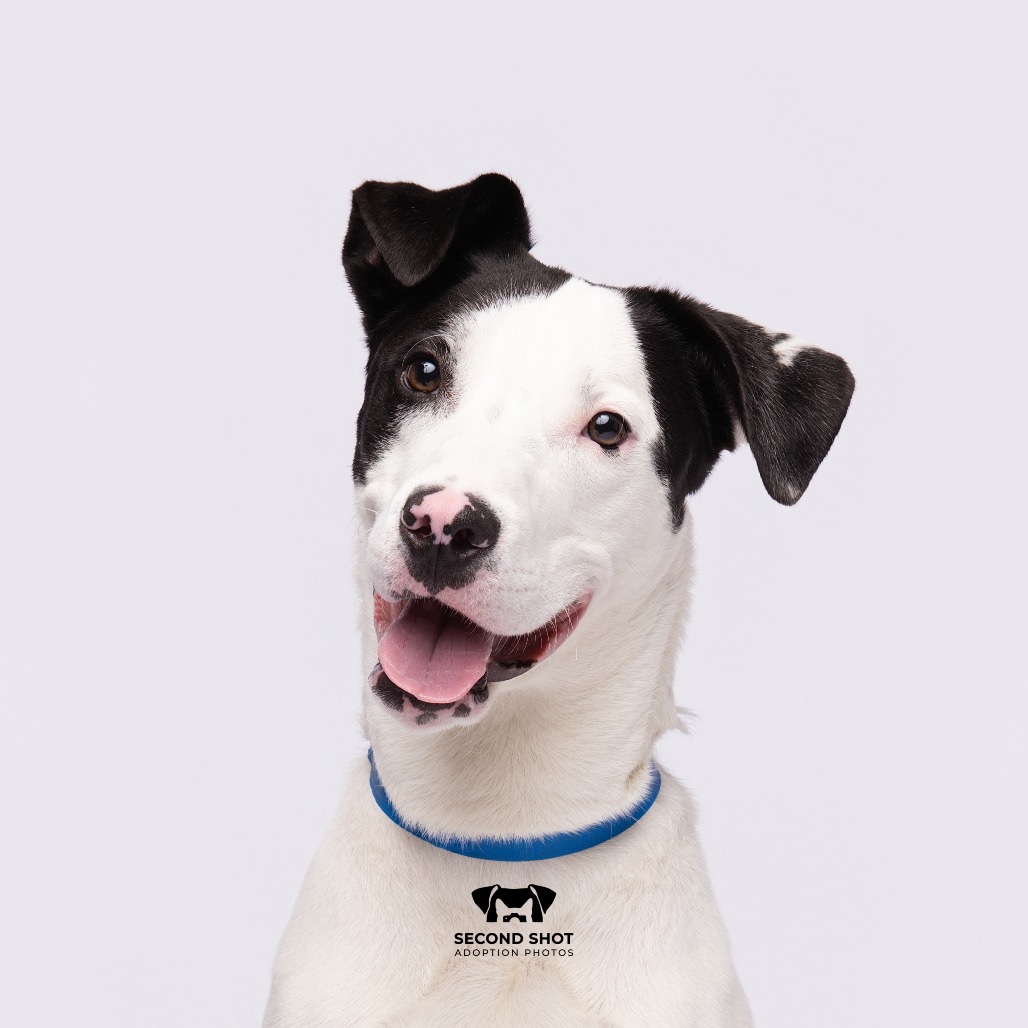 Shelter Stray Male Dog last seen , 3607 N Armenia Ave, Tampa, FL 33607, USA