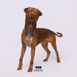 Shelter Stray Male Dog last seen , Tampa, FL 33607
