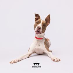 Shelter Stray Female Dog last seen , Tampa, FL 33607