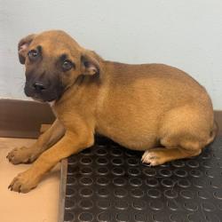 Shelter Stray Male Dog last seen , Pine Bluff, AR 71601