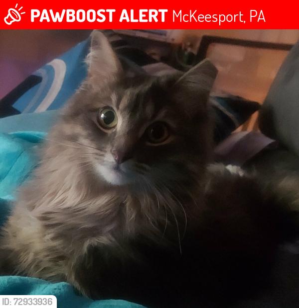 Lost Female Cat last seen Fire station , McKeesport, PA 15133