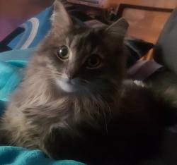 Lost Female Cat last seen Fire station , McKeesport, PA 15133