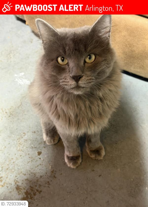 Lost Male Cat last seen Nathan lowe, Arlington, TX 76017