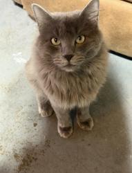 Lost Male Cat last seen Nathan lowe, Arlington, TX 76017