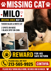 Lost Male Cat last seen Darlene Dr and William Way, Concord, CA 94520