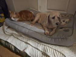 Reunited Female Dog last seen Leconte Dr & Weldon St , Beaumont, CA 92223