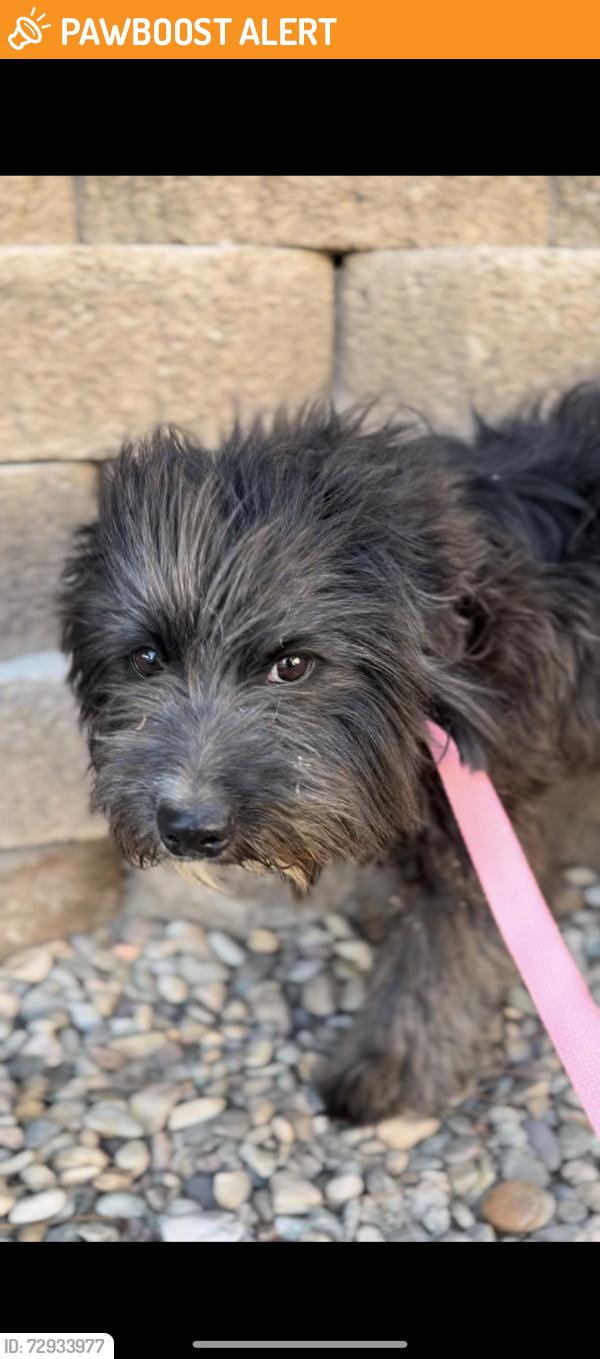 Found/Stray Male Dog last seen Desert view, Desert Hot Springs, CA 92240