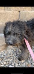 Found/Stray Male Dog last seen Desert view, Desert Hot Springs, CA 92240