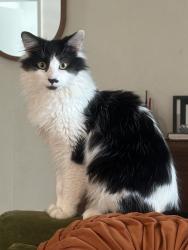Reunited Male Cat last seen Pinewood and 53rd, West Palm Beach, FL 33407