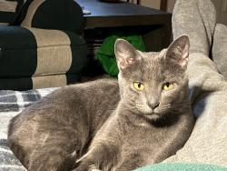 Reunited Female Cat last seen E 4th Street and David blvd, Franklin, OH 45005
