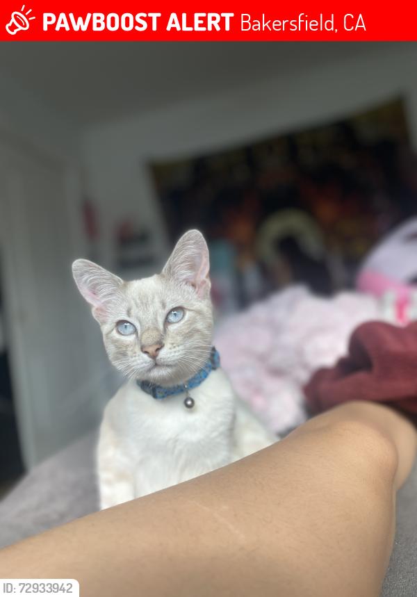 Lost Male Cat last seen University ave amd redlands ave, Bakersfield, CA 93306
