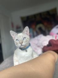 Lost Male Cat last seen University ave amd redlands ave, Bakersfield, CA 93306