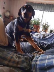 Lost Female Dog last seen 83rd in Glisan, Portland, OR 97220