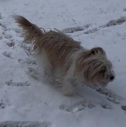 Reunited Female Dog last seen Dalmore dr Fayetteville NC, Fayetteville, NC 28311