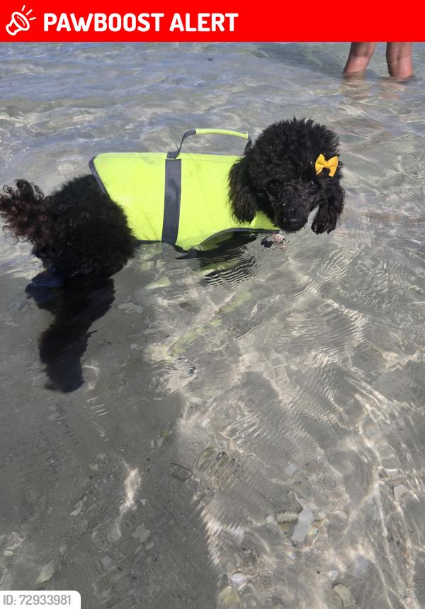 Lost Female Dog last seen Near st and 106ave , Miami-Dade County, FL 33157