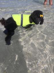 Lost Female Dog last seen Near st and 106ave , Miami-Dade County, FL 33157