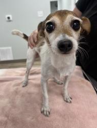 Reunited Female Dog last seen Northpointe Pkwy & Grandpointe Pl, Pensacola, FL 32514