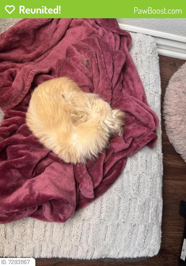 Reunited Male Dog last seen Durham/ Elkhorn , Las Vegas, NV 89131