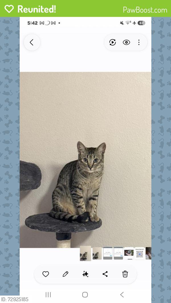Reunited Male Cat last seen Matsu has been FOUND! THANK YOU!, Las Vegas, NV 89144