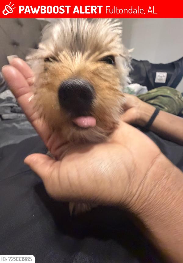 Lost Male Dog last seen Near honeyle dr, Fultondale, AL 35068