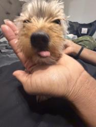 Lost Male Dog last seen Near honeyle dr, Fultondale, AL 35068