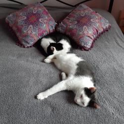 Lost Male Cat last seen Knightsridge Road, Dechmont, Scotland EH52 6LY