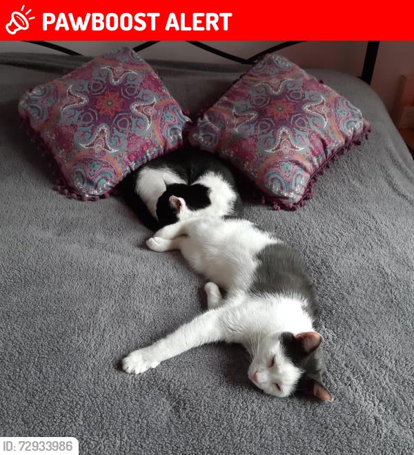 Lost Male Cat last seen Knightsridge Road, Dechmont, Scotland EH52 6LY