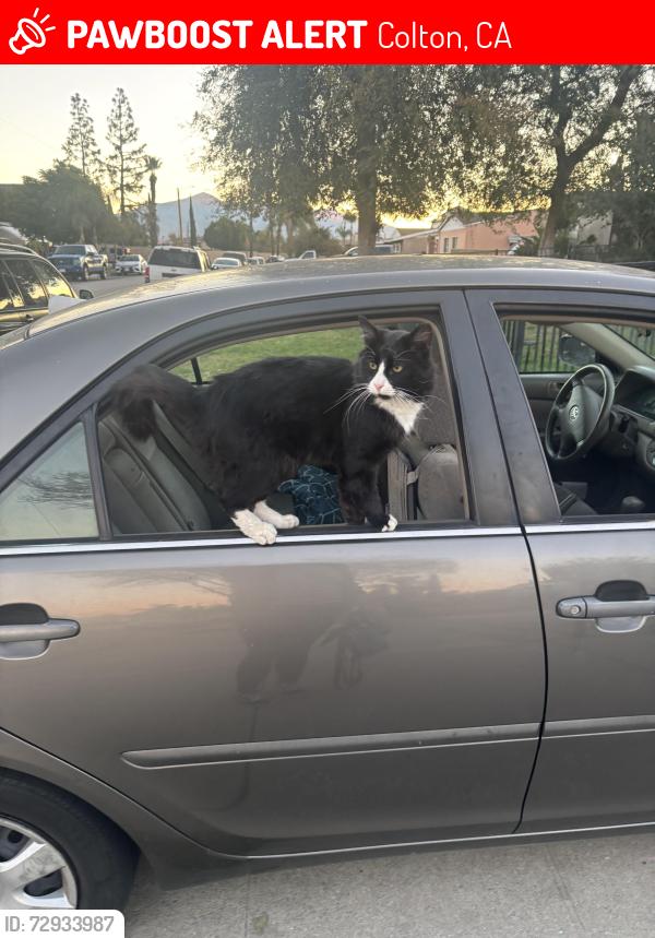 Lost Male Cat last seen Near Firestation on Rancho Ave. in Colton, Colton, CA 92324