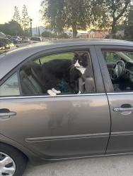 Lost Male Cat last seen Near Firestation on Rancho Ave. in Colton, Colton, CA 92324