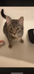 Found/Stray Male Cat last seen Summit square , Rochester, MN 55906
