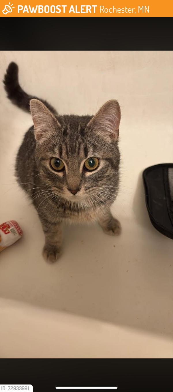 Found/Stray Male Cat last seen Summit square , Rochester, MN 55906
