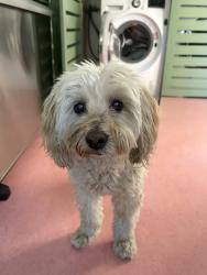 Reunited Female Dog last seen Mr beacon terrace, Los Angeles, CA 90068